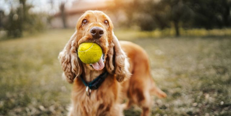 Is Jouw Hond Verslaafd Aan De Bal D t Is Waarom Dat Gevaarlijk Kan Zijn