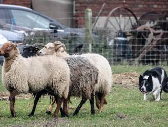 Ontdek demonstraties schapendrijven tijdens Erfgoeddag in Vorselaar