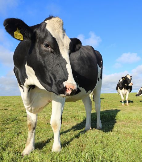 Bill Gates soutient un projet de réduction des émissions de méthane produites par... les rots des vaches