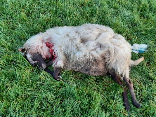 Het dode schaap in Boekel.