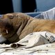Nederlandse bioloog verbolgen dat walrus Freya gedood werd: ‘Ze deed het nog goed’