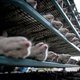 Zorgen over vogelgriep na dood van duizenden Spaanse nertsen