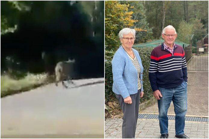 Margriet en Antoon vinden het best mooi dat de wolf hun oprit opwandelde. "De poort was toch gesloten", lacht Antoon