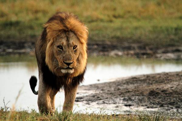 Africa's Lion Kings: Natural World