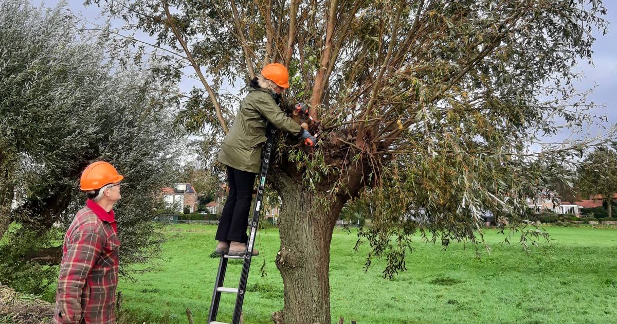 Wilgen knotten, heggenvlechten, elsjes zagen. Groene vingers zijn niet nodig voor deze klussen