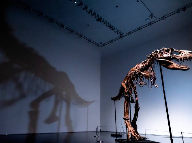 Skelet van Gorgosaurus zal geveild worden in New York voor 8 miljoen dollar