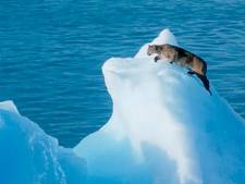 Un puma perdu sur un iceberg à la dérive