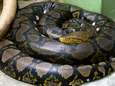 Een van grootste slangen ter wereld gevangen in onbewoond huis in Grâce-Hollogne 