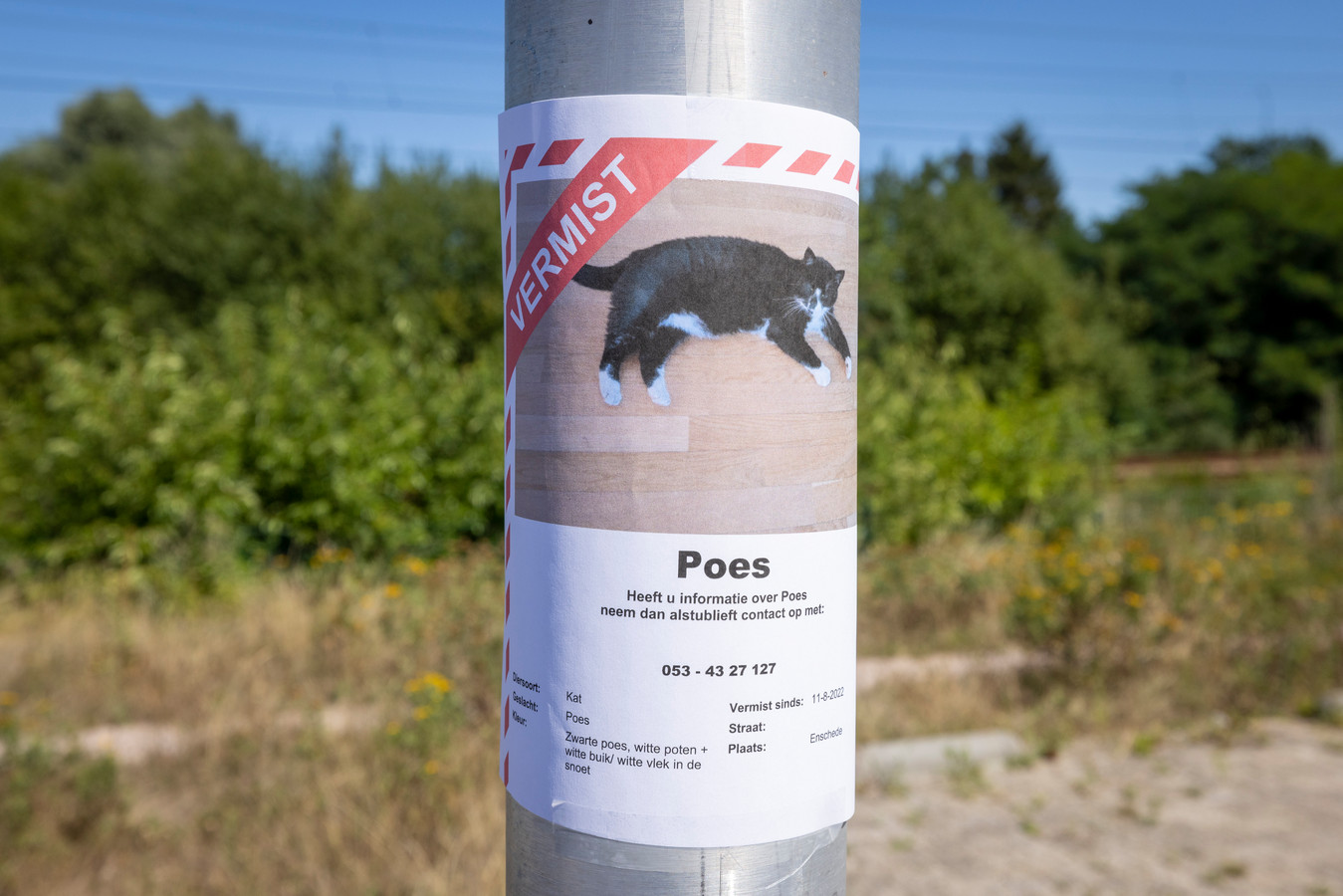 walvis huichelarij Kritiek Uit Poezen Hotel Twente ontsnapte katten Balou en Poes nog altijd vermist |  Foto | tubantia.nl