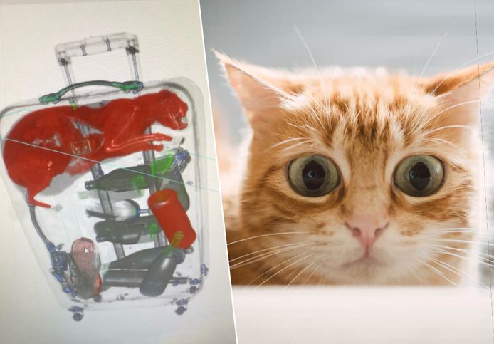 Op de röntgenscan was te zien dat er een levende kat in de valies zat./ Illustratiebeeld.