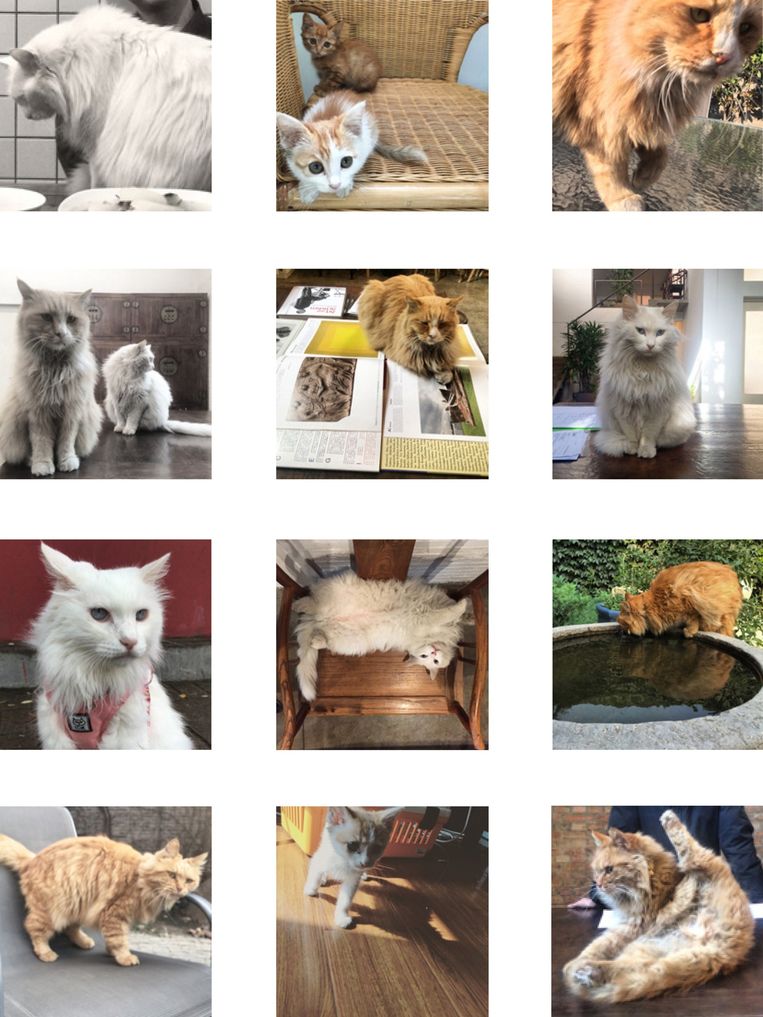 Katten op het Instagram-account van Ai Wei Wei Beeld  