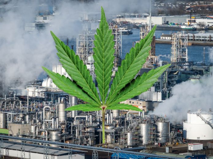 Dordrecht verkent hennep als mogelijke schoonmaker van PFAS-vervuilde