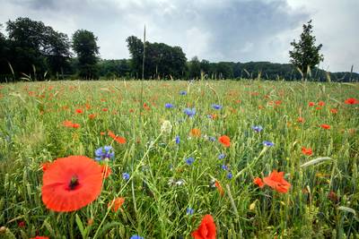 Van deze akker in Velp worden Ossendaaltjes gebakken