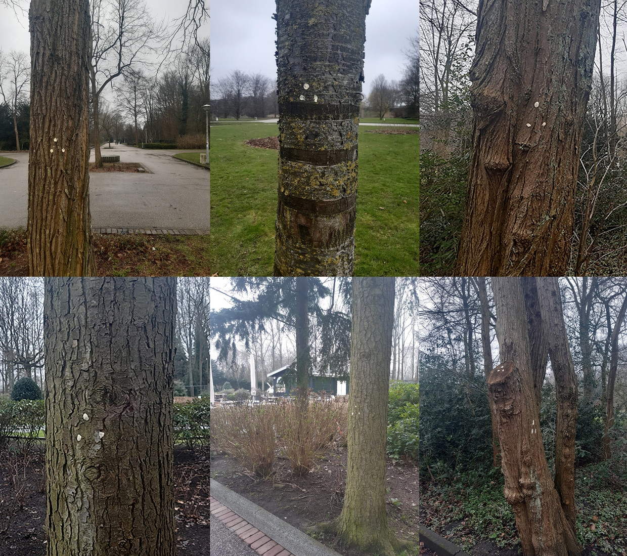 Buurtbewoner Paola Stempels heeft inmiddels tientallen bomen gespot met daarop de mysterieuze plakkertjes.  Beeld Paola Stempels