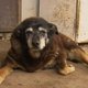 Dit was vermoedelijk de oudste hond ter wereld (30)