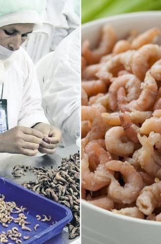 Hoe komt het dat 90 procent van onze eigen noordzeegarnalen toch in Marokko gepeld wordt? En hoe vers zijn ze dan nog?