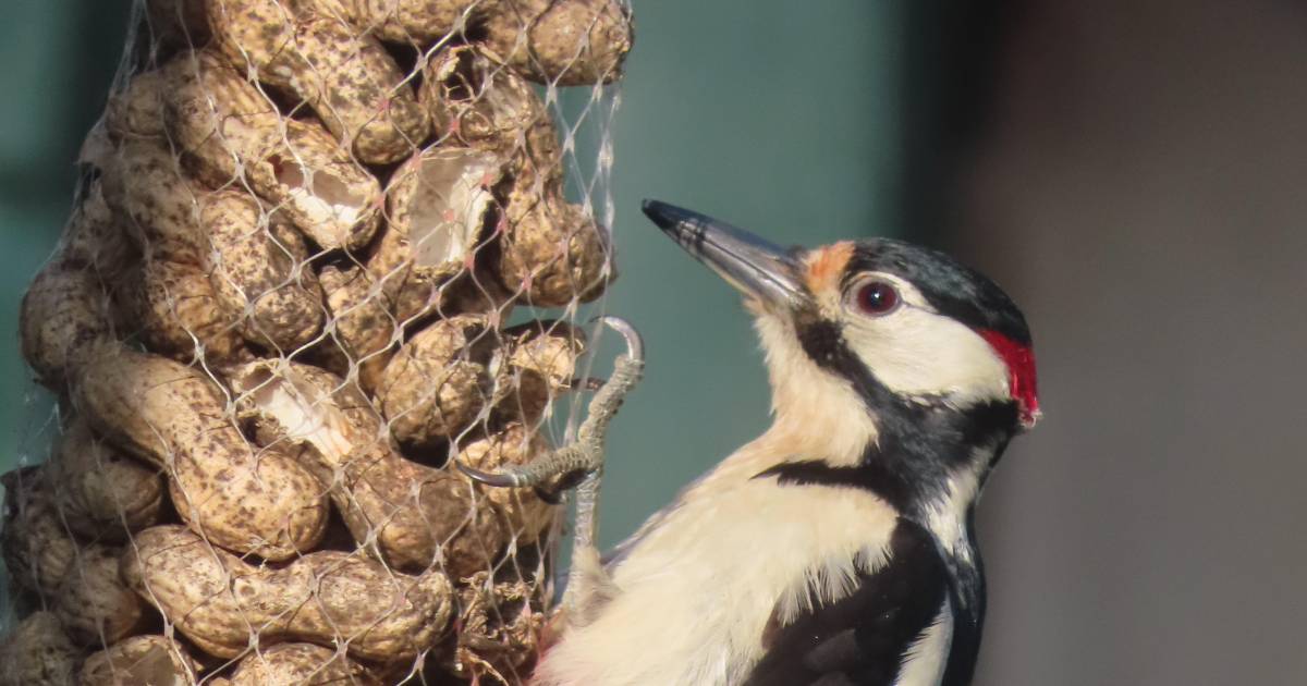 MIJN FOTO | Grote bonte specht op bezoek in Baarland