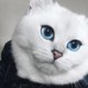 Wauw: deze kat heeft de blauwste ogen ooit