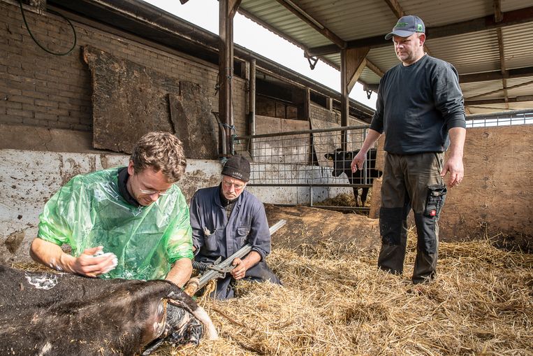 De worsteling van de bioboer: geen schuld aan de crisis, wel gebrandmerkt als mededader - Volkskrant