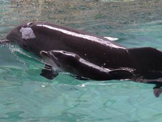 Babydolfijntje 'Origi' geboren in Boudewijn Seapark