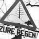 Waarom sterven onze bossen niet?