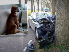 Drama in Almen: Annemareyn (25) verliest bij ongeluk haar ongeboren kindje en haar hondje