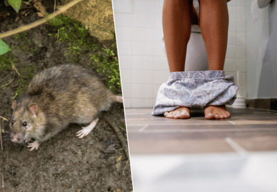 Ratten overspoelen Amsterdam: “Onlangs voelde dame op toilet plots een rattensnuitje tegen haar billen”