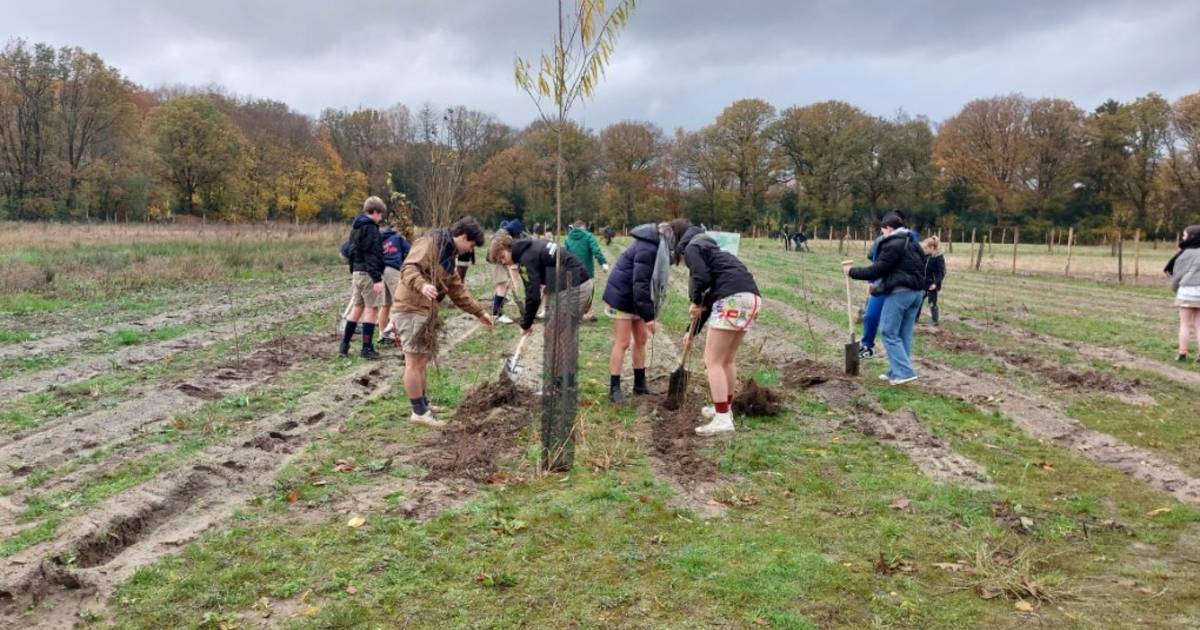 IN BEELD Oudsbergse jeugdbewegingen planten 1 hectare bos tijdens
