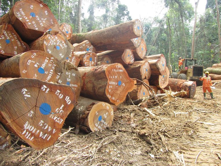 Belanda memainkan peran kunci dalam menghentikan deforestasi sebagai importir utama kayu, kedelai dan kakao.