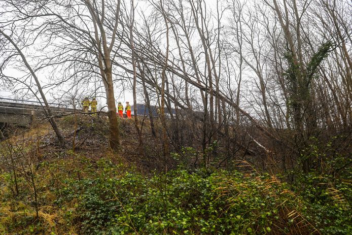 Langs de A50 bij Lieren vielen bomen op de vluchtstrook,