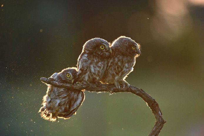 Comedy Wildlife Photography Awards