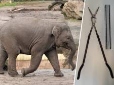 TU Delft verzint razendsnel oplossing voor olifantje Yindi: ‘Het was best wel spannend’
