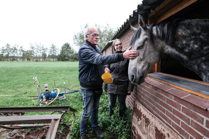 wijsheid postzegel Gom Paarden gered van de slacht na donaties: 'Godzijdank' | Achterhoek |  tubantia.nl