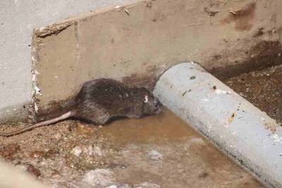 Open riool in Nijmegen donderdag gedicht