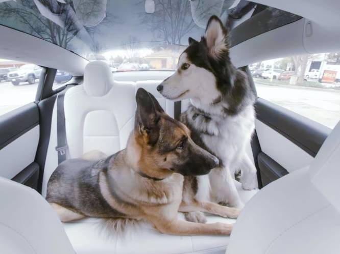 Badje in achterbak en puppyparaplu’s: 7 slimme hondenhulpjes voor in de auto