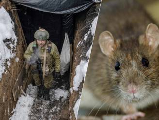 ‘Ratten zo groot als een AK-47’ teisteren soldaten in Oekraïense loopgraven