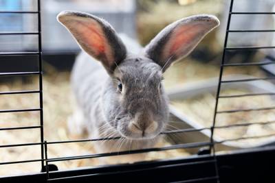 Ondanks vogelgriep gaat Van Pallandtshow door, maar zónder kippen, eenden en kwartels