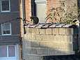 Le singe repéré à Charleroi est toujours en liberté: “S’il est un peu intelligent...”