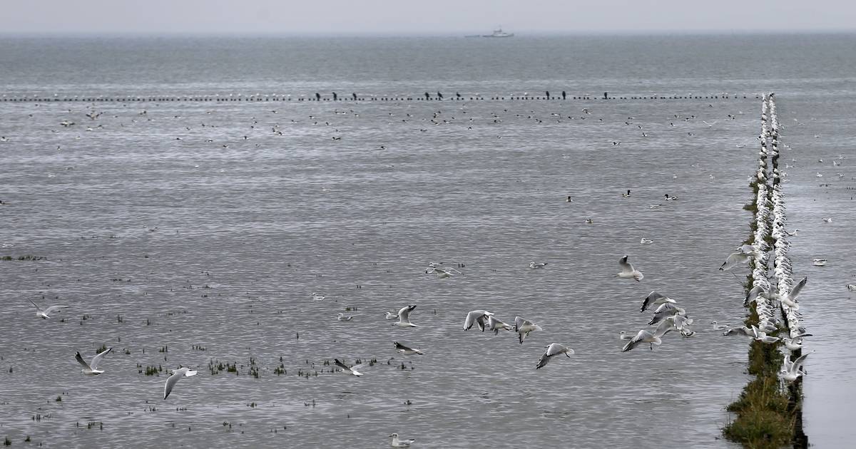 Zorgen in Friesland over mogelijk verlies werelderfgoedstatus van Waddenzee