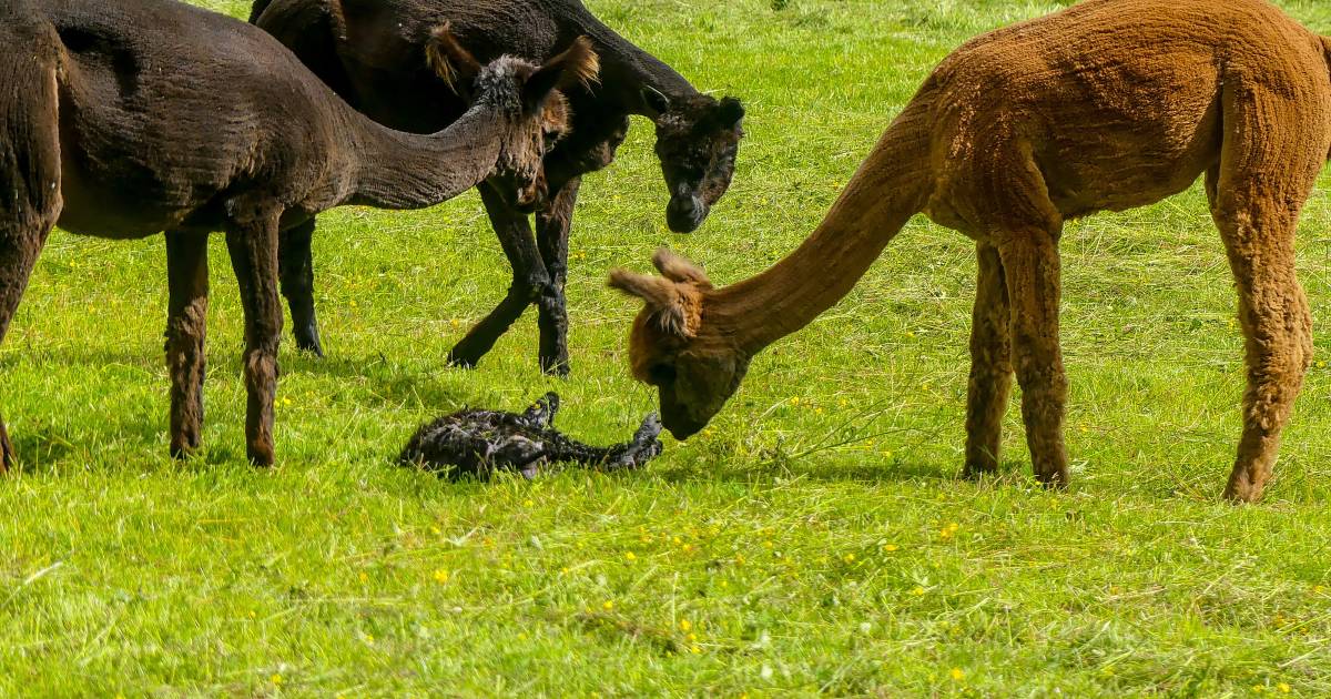MIJN FOTO | Wat ligt daar in de wei? Het is een alpaca baby!