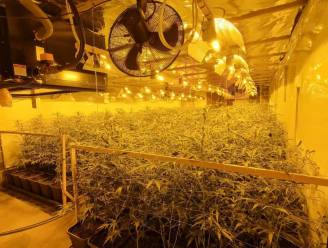 Duo riskeert celstraf voor cannabisplantage met 740 planten