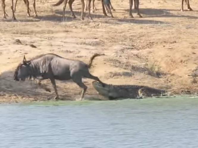 Video toont hoe krokodil gnoe te pakken krijgt, maar dan dagen er plots nijlpaarden op