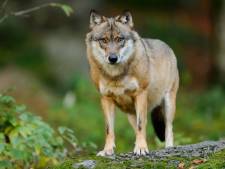 Les loups dans le viseur du Parlement européen: “Le loup n’est pas la créature craintive que certains imaginent” 