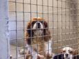 Het dierenasiel in Sint-Truiden krijgt 25.000 euro aan steun.