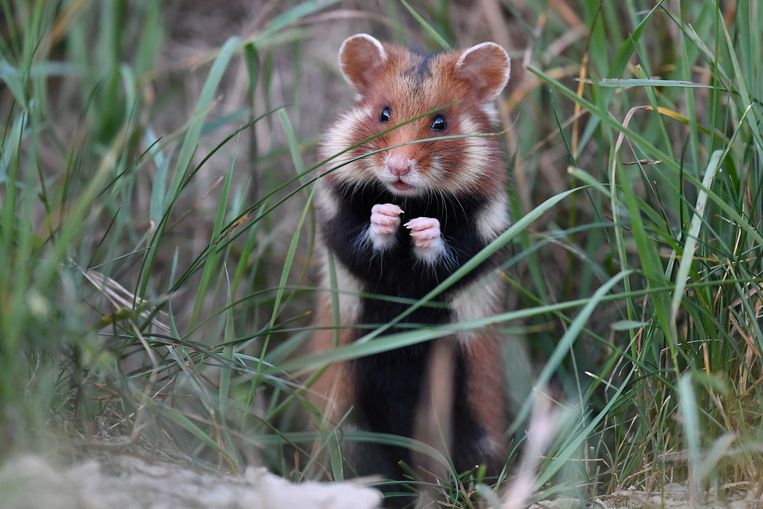 De wilde hamster in een veld. Deze soort brengt de meeste tijd ondergronds door. In Vlaanderen zijn er nog slechts een tiental. Beeld Shutterstock