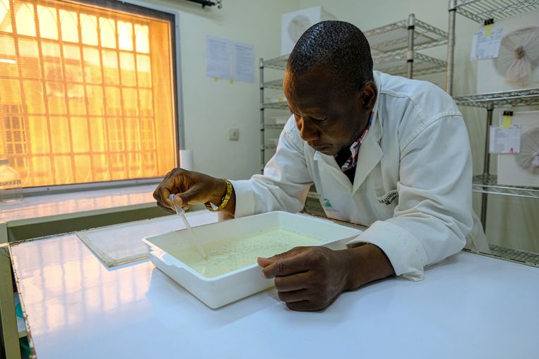 In het insectarium van Target Malaria inspecteert Moussa Namountougou een aantal muggelarven. Beeld Joost Bastmeijer