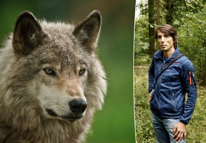 Joachim Mergeay doet onderzoek naar wolven.