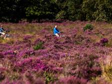 Nieuw rapport: aantal veehouderijen rond de Veluwe moet fors omlaag vanwege stikstof