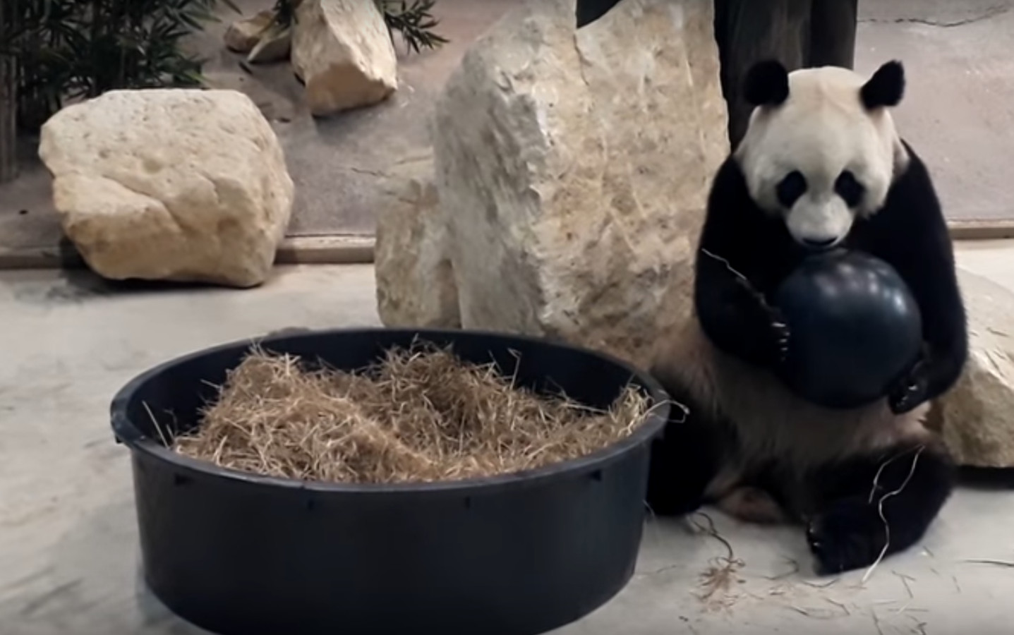 Deze week bekend wanneer panda's naar buiten mogen Foto AD.nl