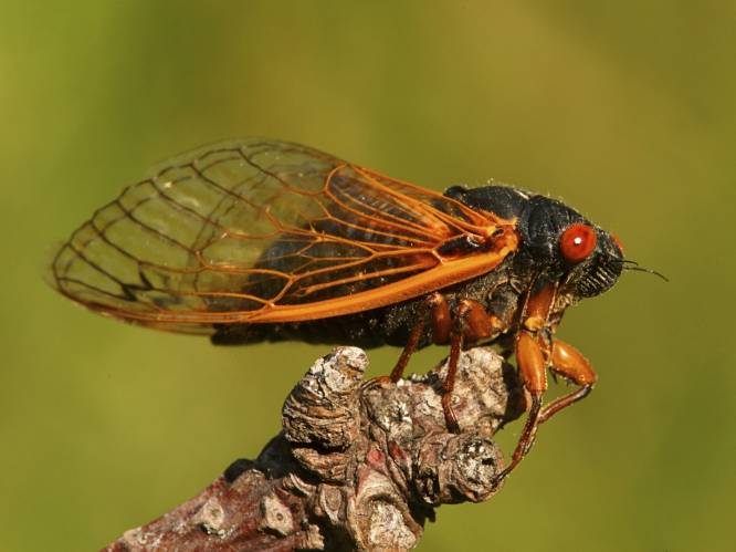 Miljarden cicaden komen na winterslaap van 17 jaar allemaal samen uit de grond aan Amerikaanse oostkust